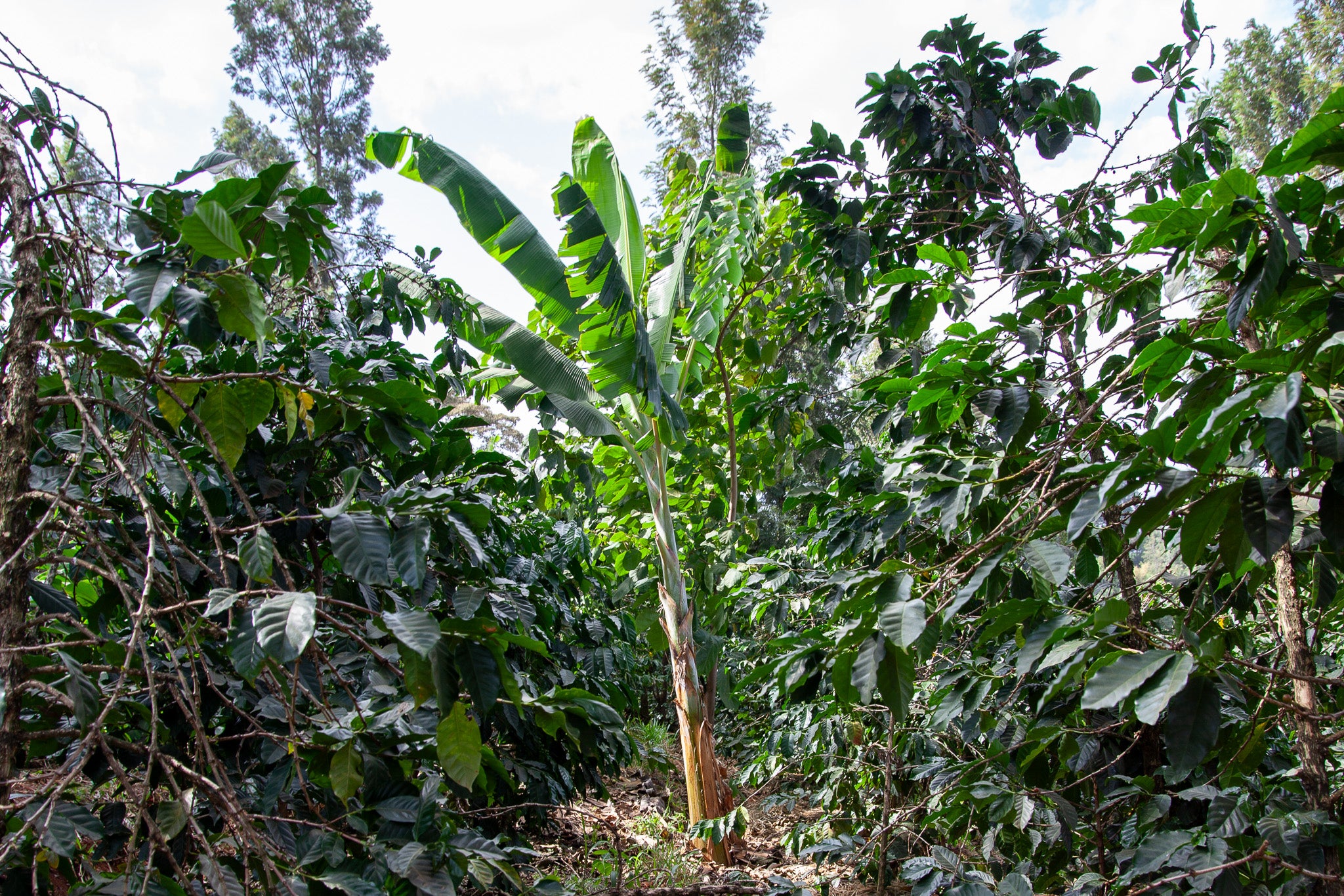Mbokam Estate AA SL28