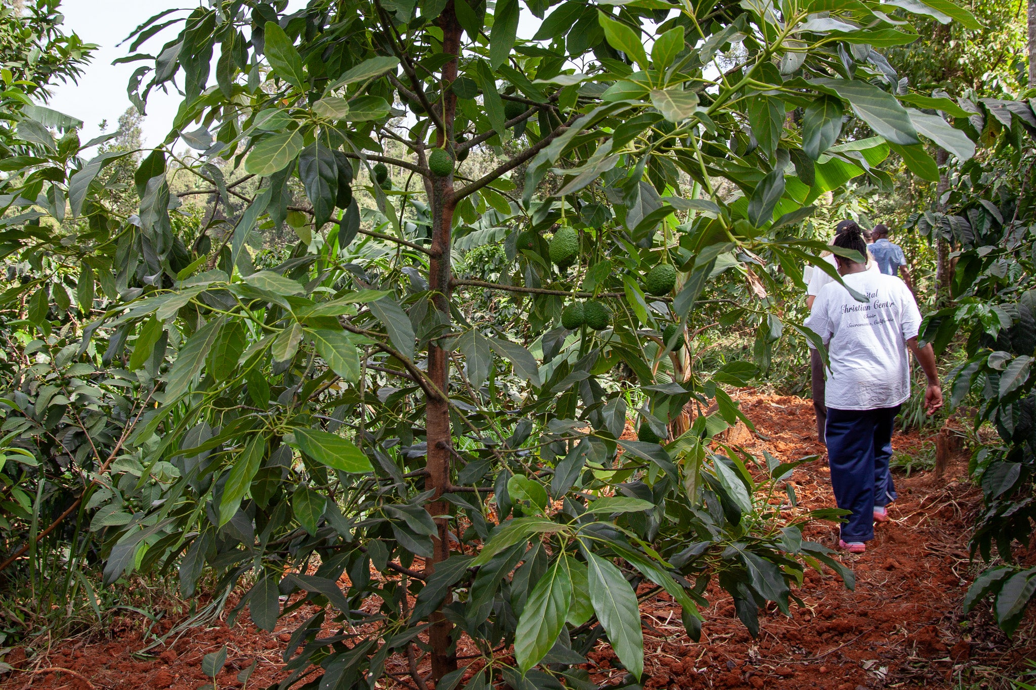 Mbokam Estate AA SL28